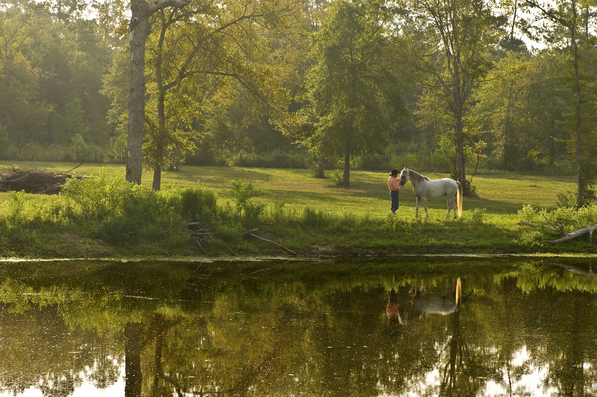 Landscape Horse