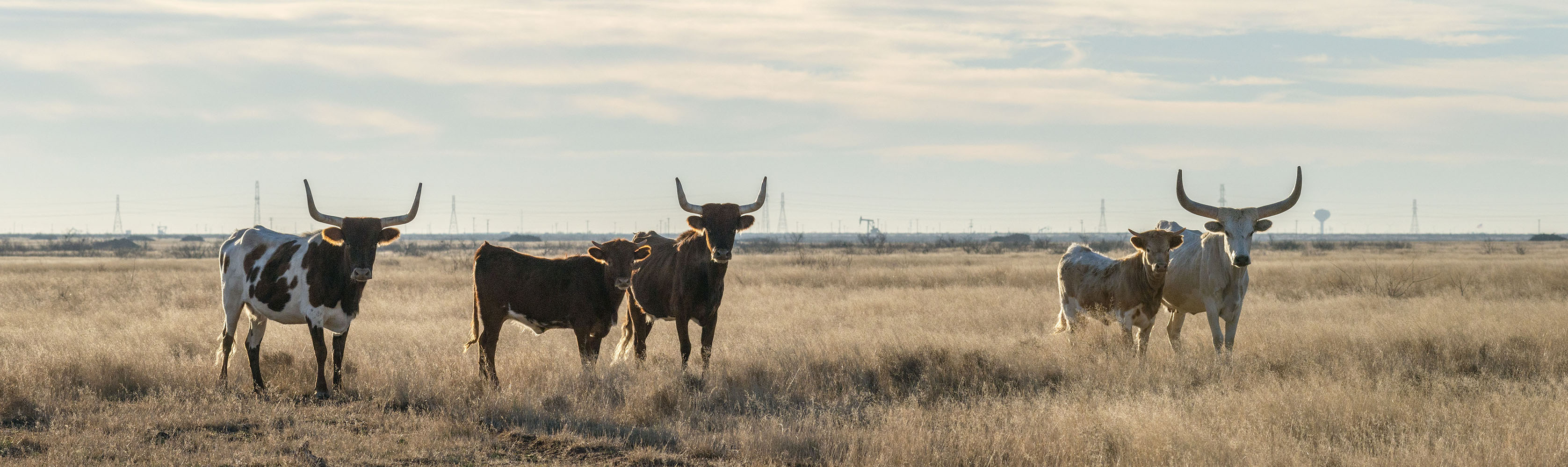 West Texas Brangus