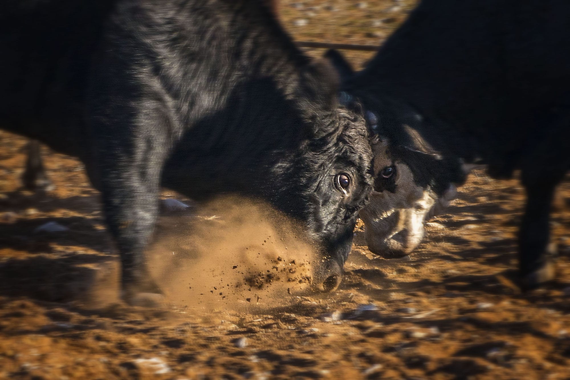 West Texas Cattle